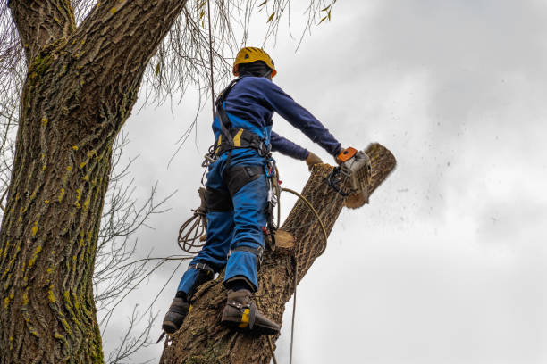 Best Professional Tree Care  in USA